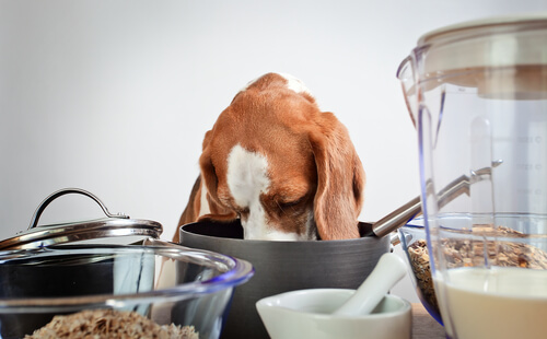 Beneficios de los prebióticos y probióticos para las mascotas