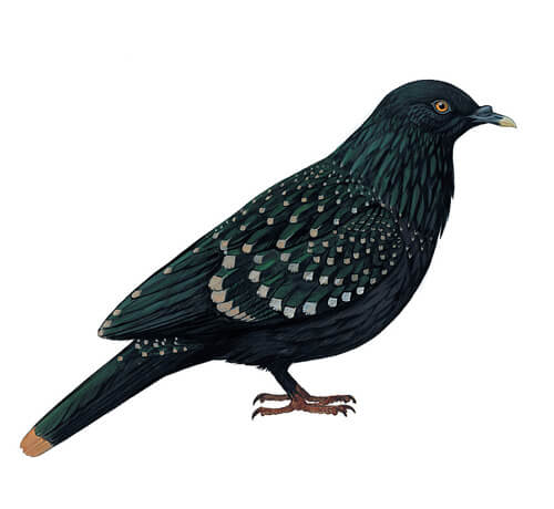 La paloma de Liverpool: hábitat y comportamiento