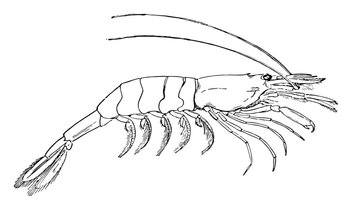 Dibujo de un camarón.