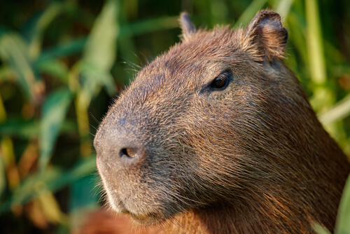 Capybara breeding.