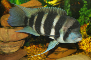 Cíclidos: los peces también muestran inteligencia
