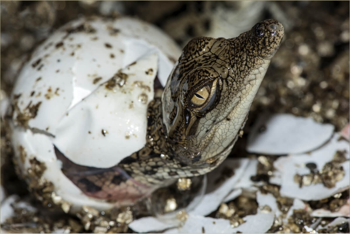 Un cocodrilo sale de un huevo.