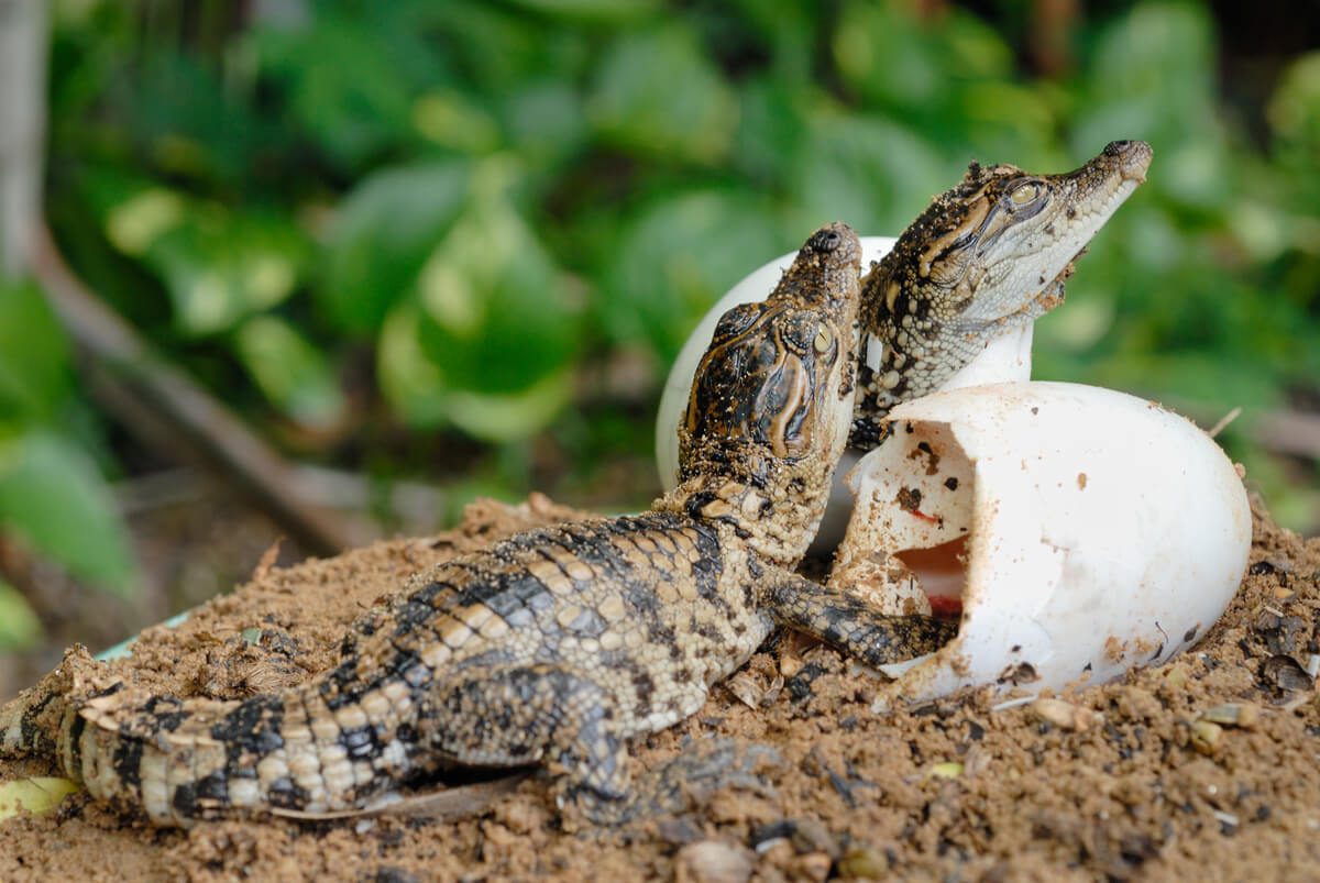 Jonge krokodillen komen uit hun ei