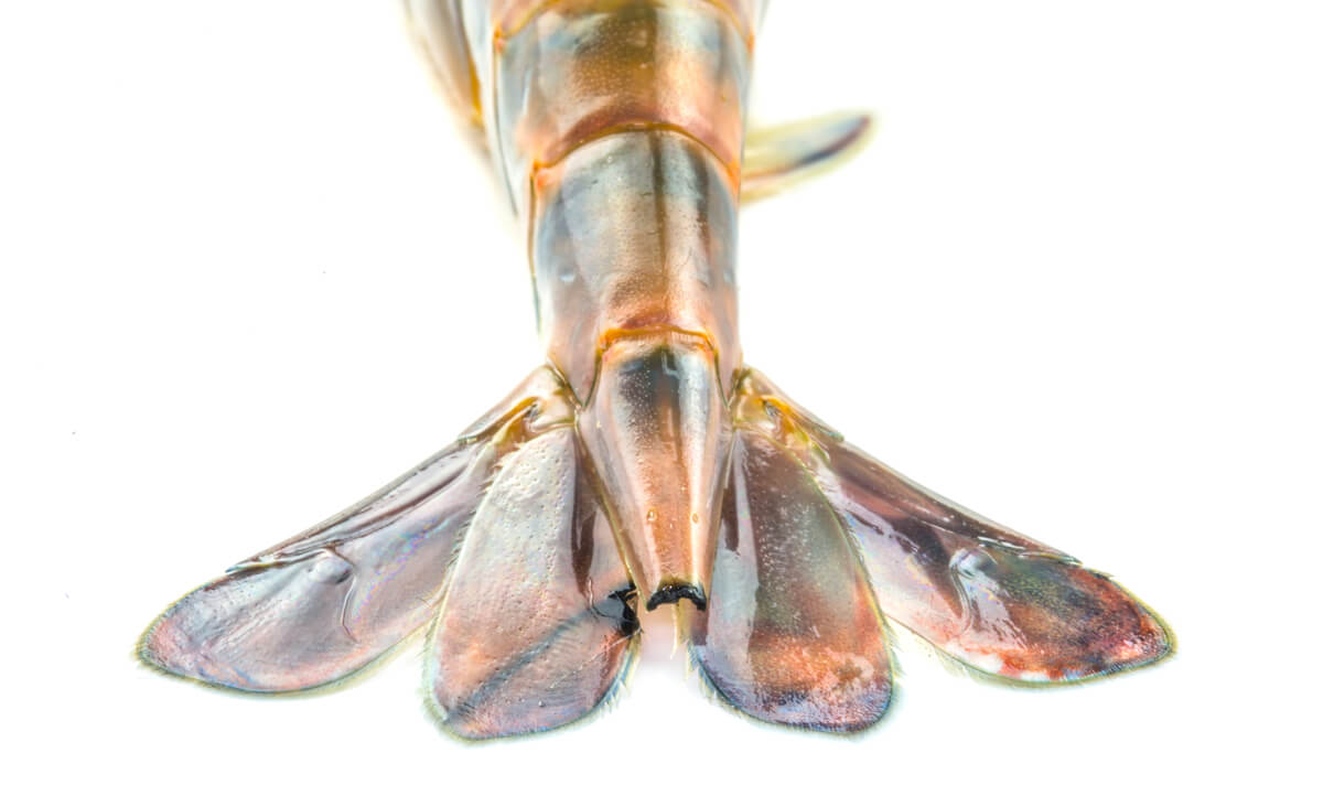 Cola de un langostino.