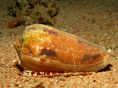 Un cono marino.