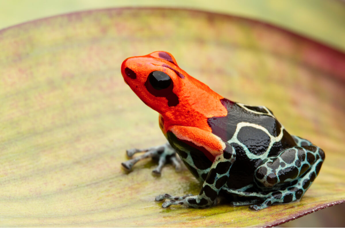 Una rana dendrobates.