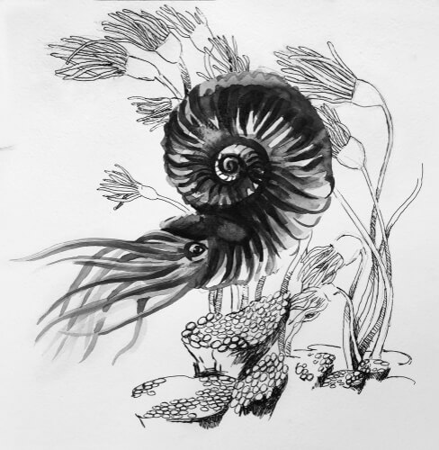 Dibujo de un ejemplar de amonites.