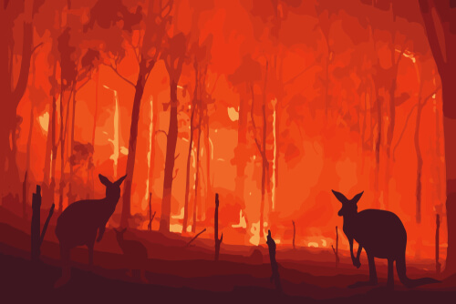 Los efectos de los incendios en Australia