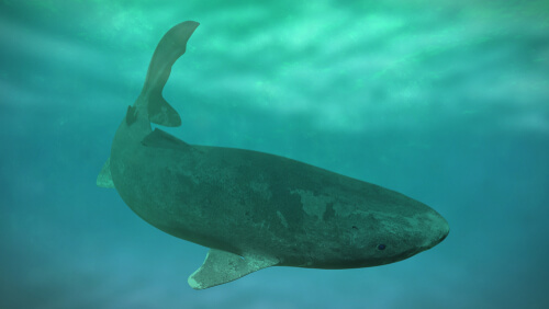 Un dibujo del tiburón más longevo del mundo.