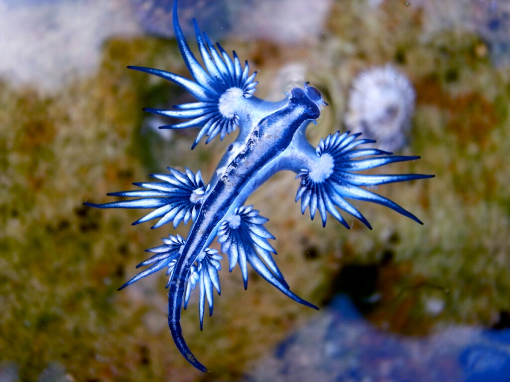 El dragón azul: un invertebrado fascinante