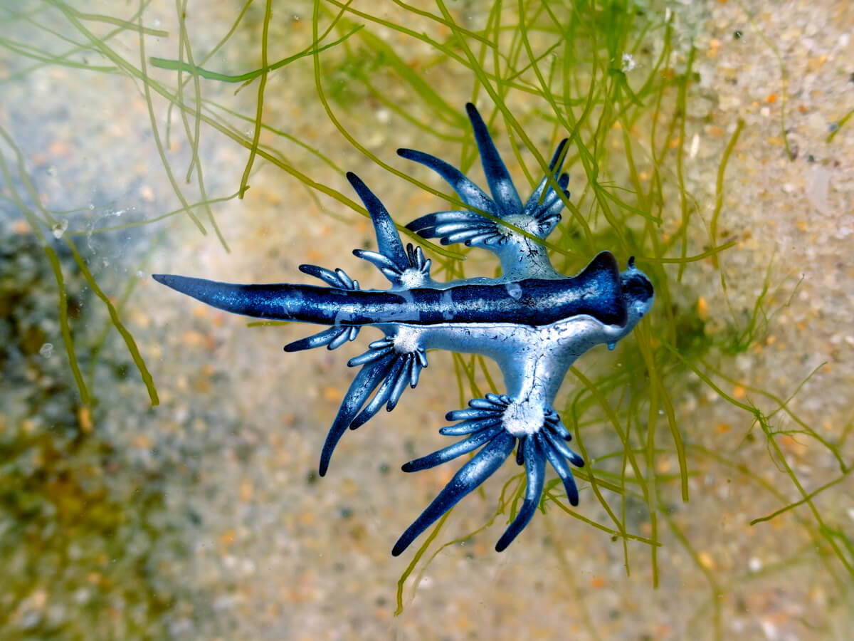 El dragón azul es otro de los animales que no conocías.