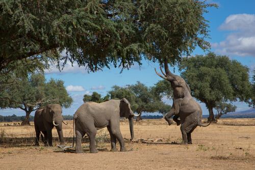 Elefantes comiendo en medio natural.