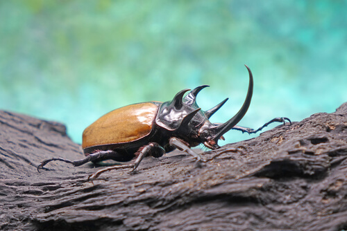 Un escarabajo llamativo sobre un tronco.