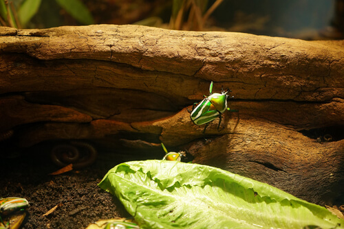 Escarabajos en terrario