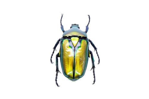 Escarabajos como mascotas: todo lo que debes saber