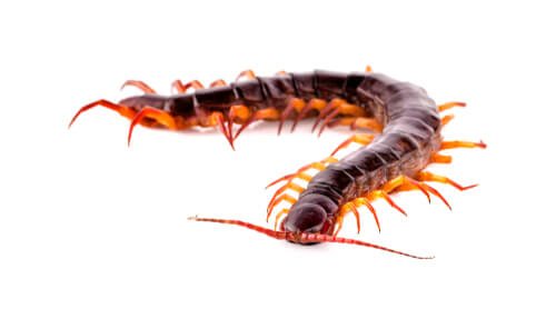 Scolopendra on white background