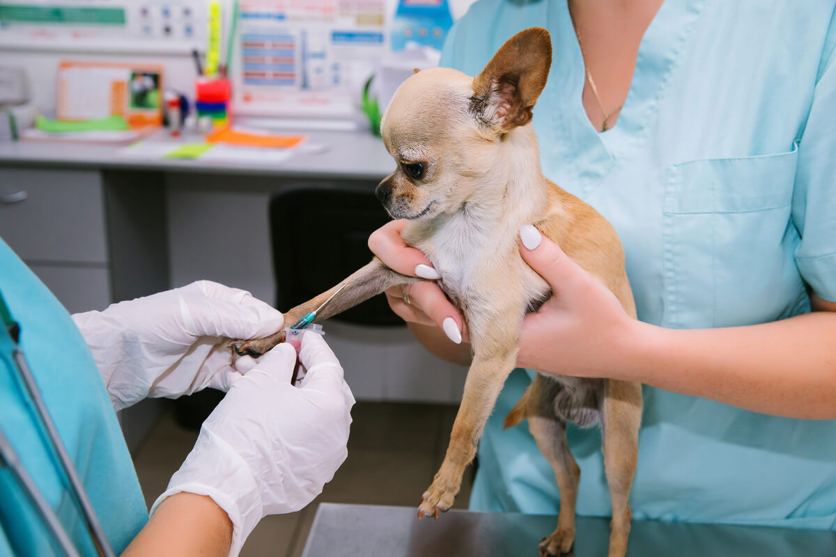 Un perro al que se le extrae sangre.