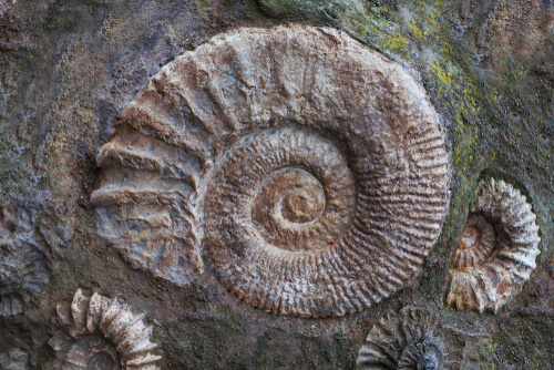 Fósil de amonites grabado en piedra.