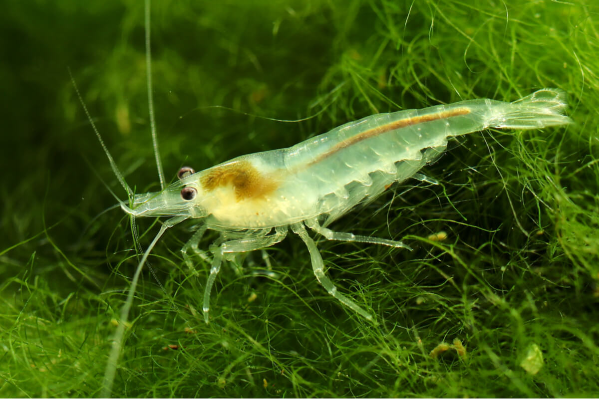 Una gamba transparente de acuario.