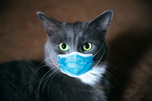 Un gato con una mascarilla quirúrgica.
