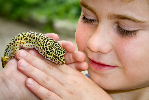¿Cómo sexar geckos leopardo?