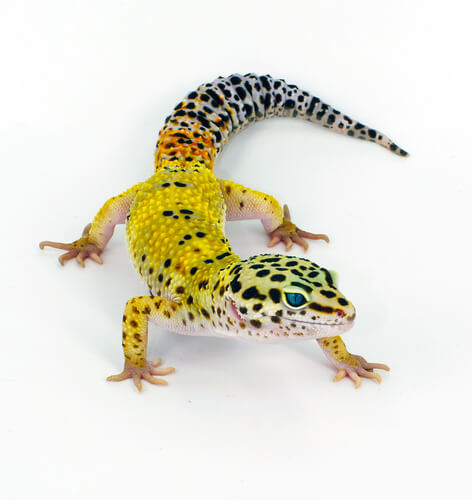 Gecko leopardo sobre fondo blanco.
