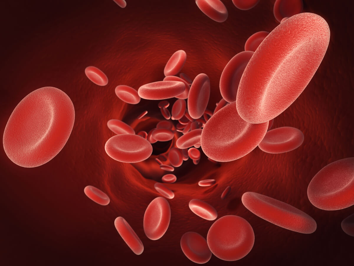 Red blood cells.