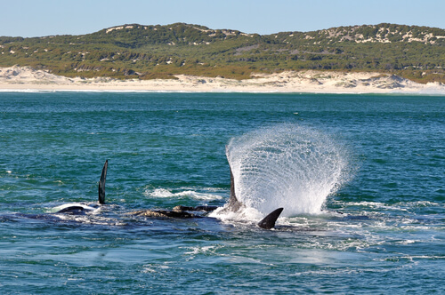 Un grupo de ballenas francas.
