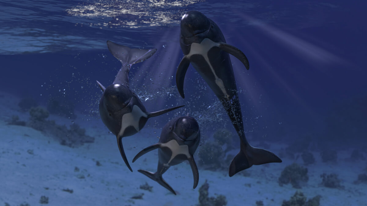 Un grupo de cetáceos mirando a cámara.