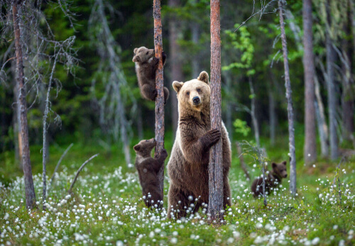 Grupo de osos en el campo.