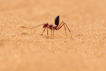 Nueve animales resistentes a las altas temperaturas
