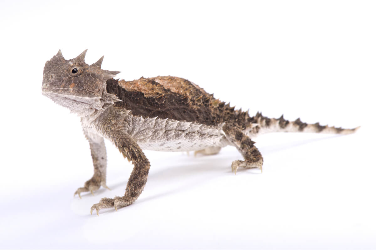 Un lagarto cornudo de cuerpo entero.