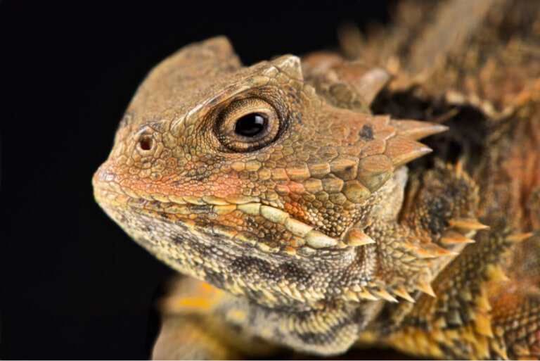 El lagarto cornudo: un reptil que llora sangre