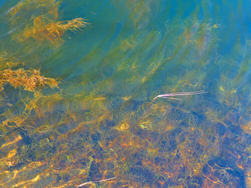 Un lago eutrofizado.