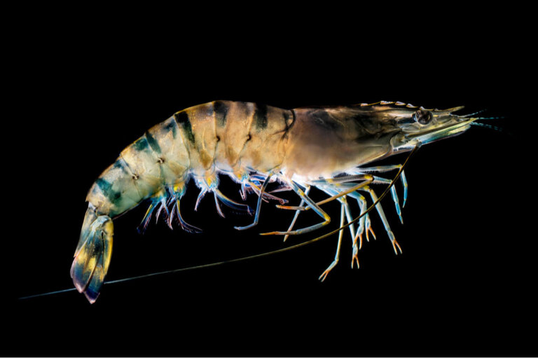 Langostino: ¿cómo es su hábitat?