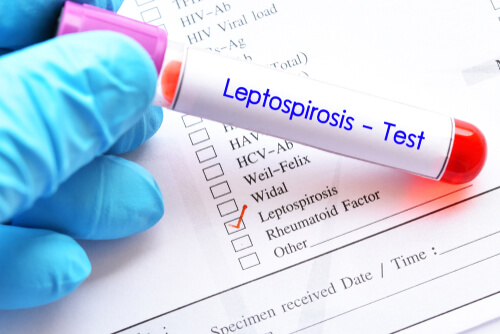 Tres consejos para prevenir la leptospirosis en mascotas