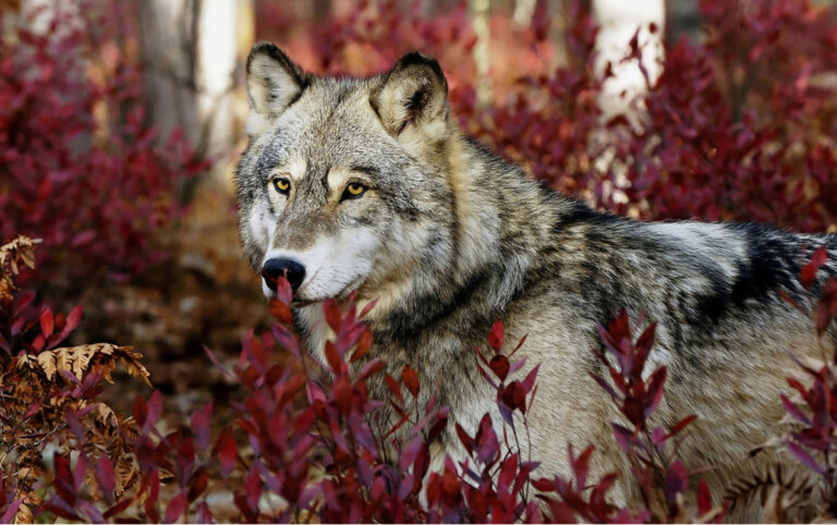 Yellowstone: ¿Cambió el lobo gris el curso de los ríos?