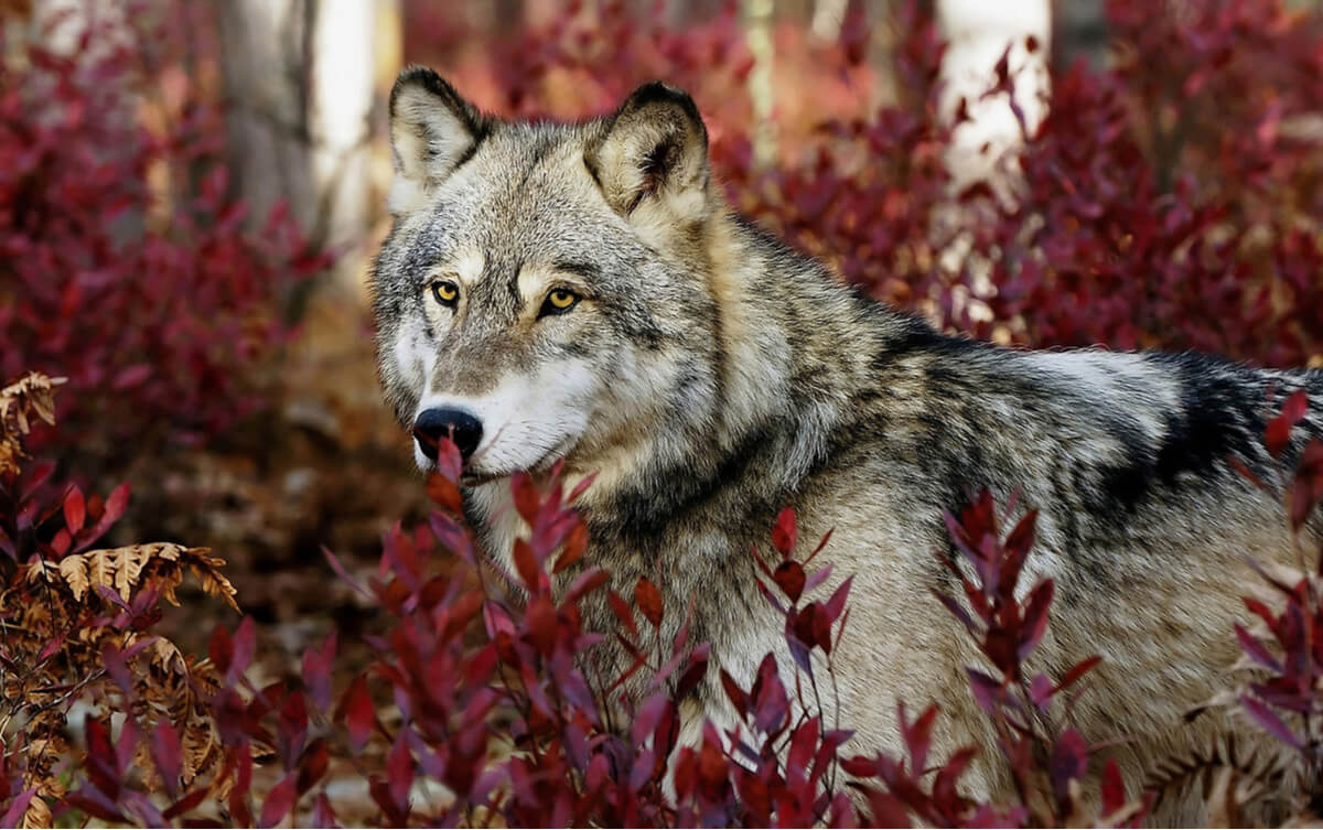 Yellowstone: ¿Cambió el lobo gris el curso de los ríos? - Mis Animales