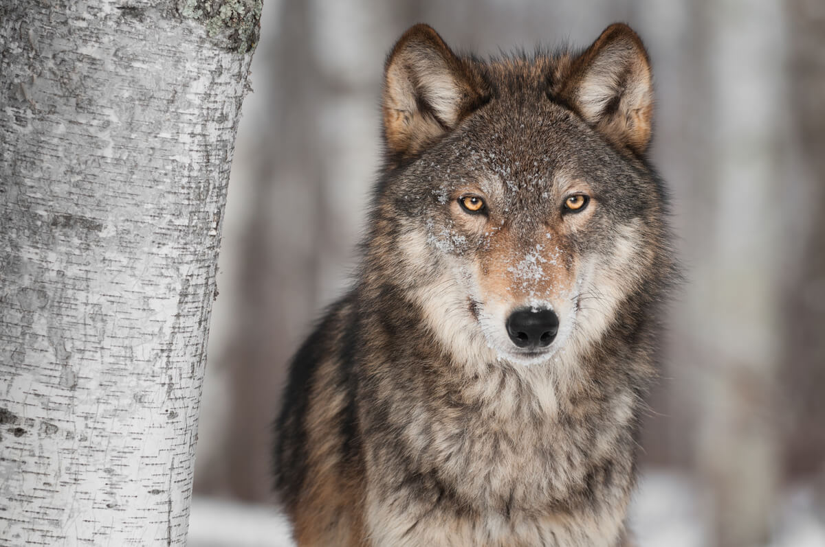 Un lobo gris.