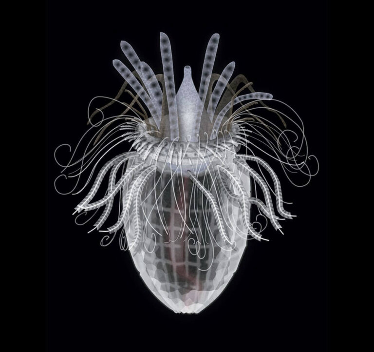 Spinoloricus cinziae: el único animal que no requiere oxígeno para vivir