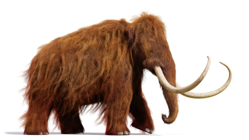 Los mamuts son antepasados de los elefantes.