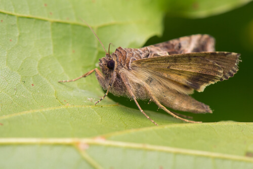 Una mariposa que parece una polilla.