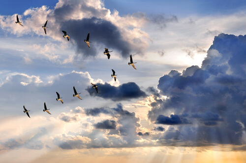 Migración en aves: todo lo que debes saber