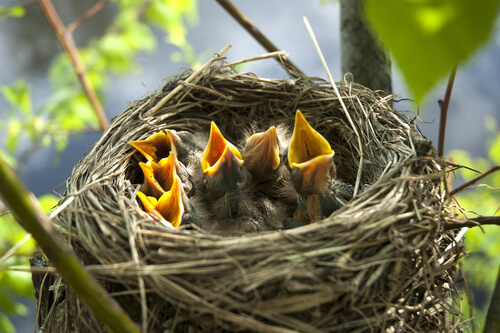Todo lo que debes saber sobre los nidos de las aves