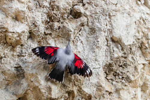 Un pajaro bonito con piedras de fondo.