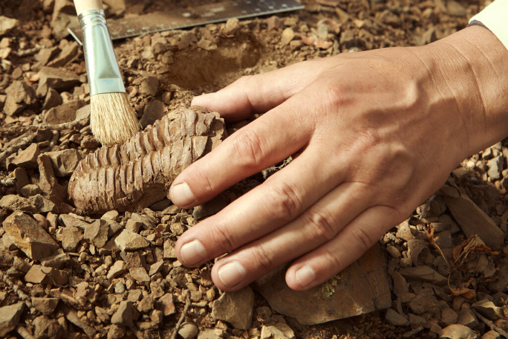 Paleontología: una mirada detectivesca al pasado