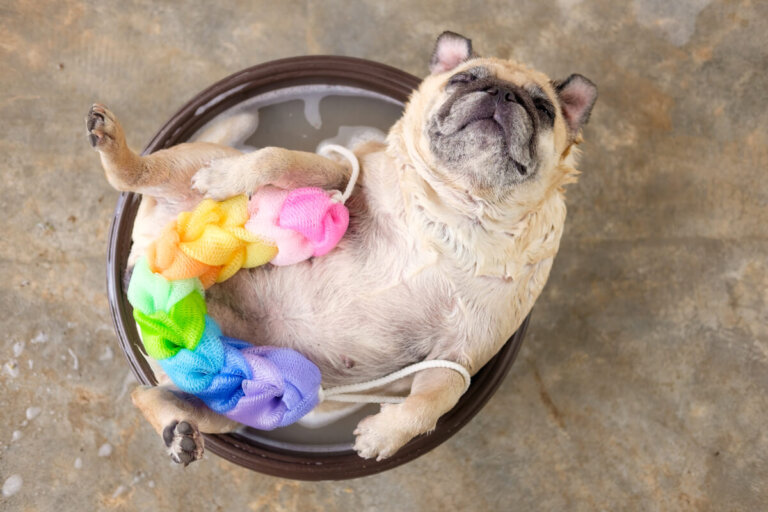 ¿Es recomendable bañar a un perro con jabón neutro?