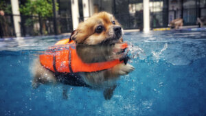 Nadar con perros: 5 consejos para garantizar el gozo