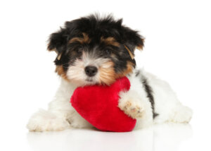 Seis consejos para el cuidado del corazón en perros