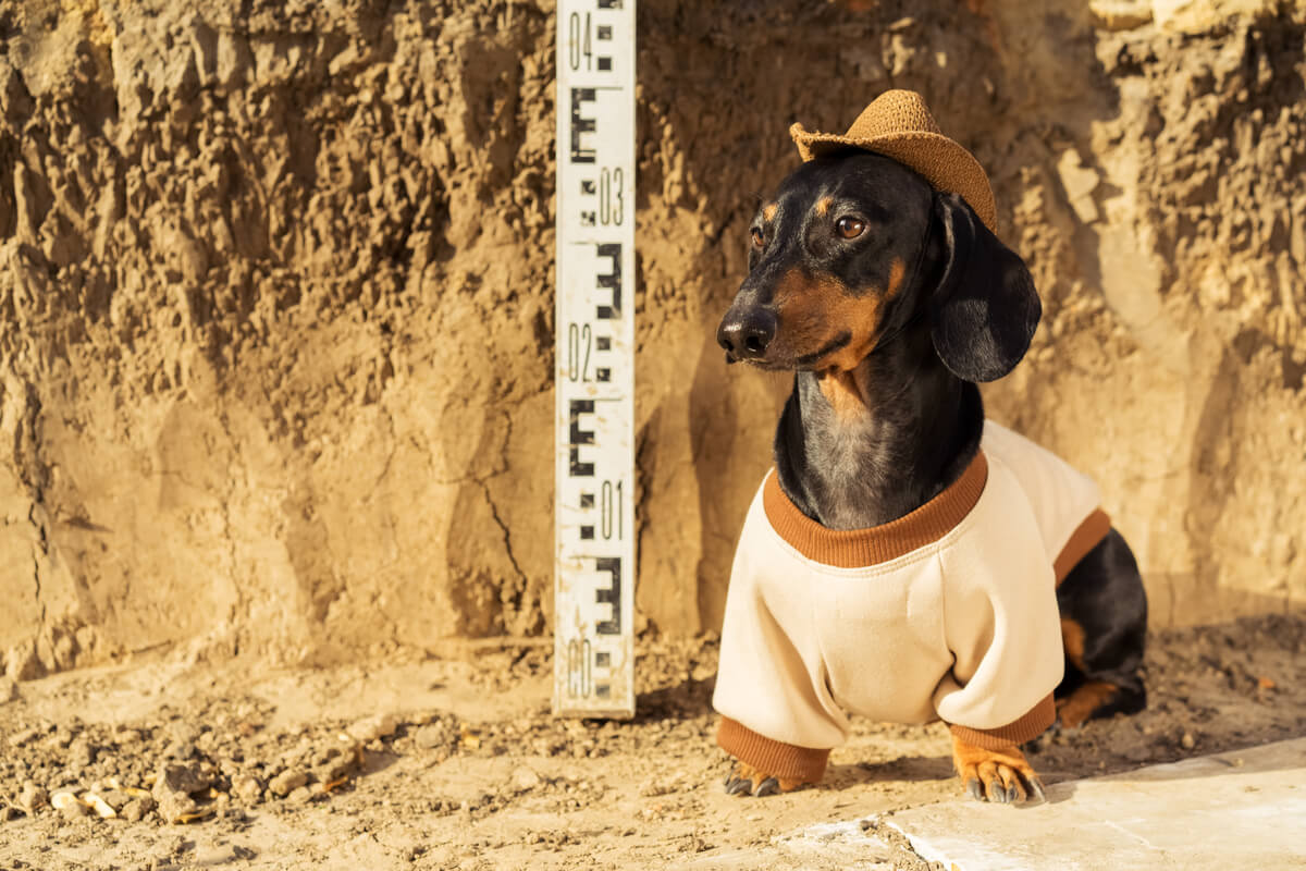 Un perro disfrazado de arqueólogo.